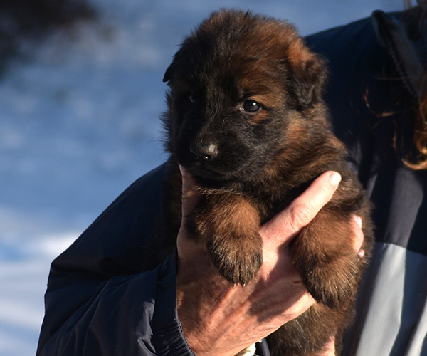 Male German Shepherd Puppy for Sale in Maryland, Pennsyvania, West Virginia, Virginia, East Coast, the best German Shepherd breeder in the USA